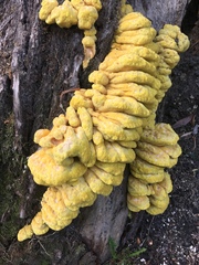 Laetiporus sulphureus