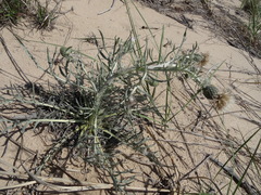 Cirsium pitcheri