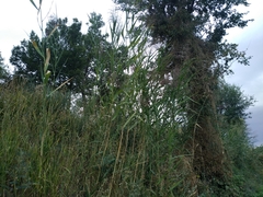 Phragmites australis