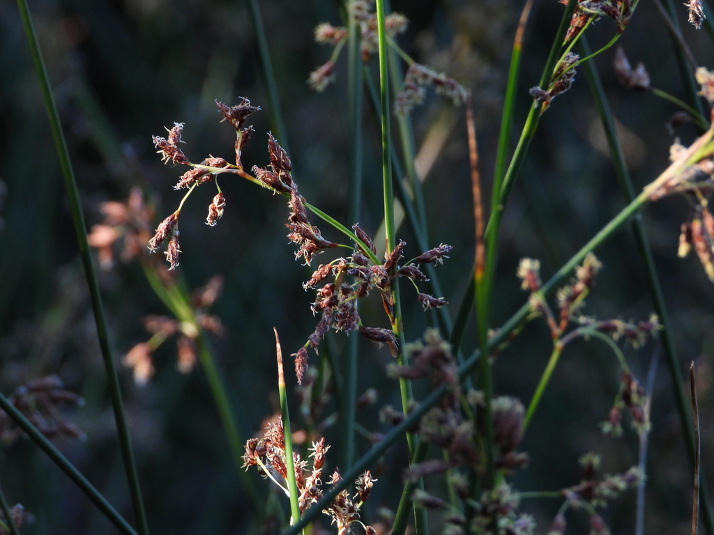 Schoenoplectus litoralis (Schoenoplectus litoralis)