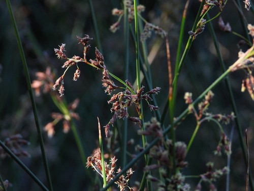 Shore Club-rush (Schoenoplectus litoralis)