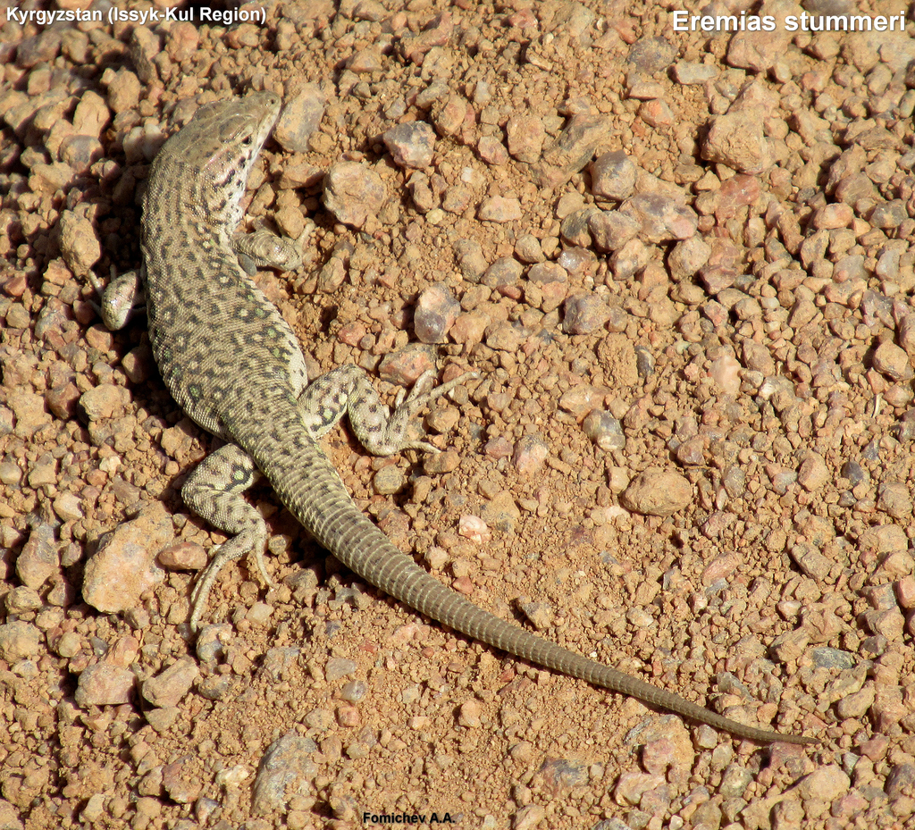 Stummer's Racerunner