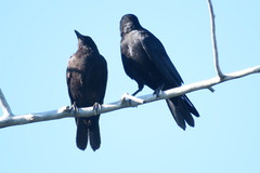 Corvus corax