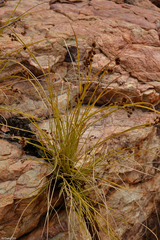 Coleochloa setifera