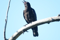 Corvus corax