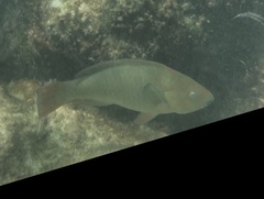 Rainbow Parrotfish