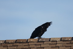 Corvus corax