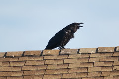 Corvus corax