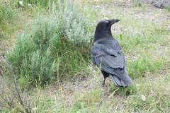 Corvus corax