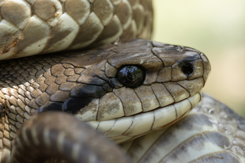 Four-lined Snake, Cres, HR-PG, HR, photo 6 of 10