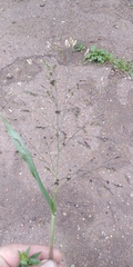 Panicum miliaceum ruderale