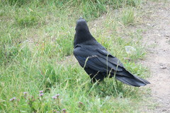 Corvus corax