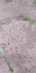 Panicum miliaceum ruderale