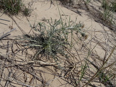Cirsium pitcheri
