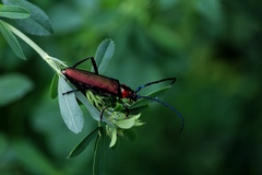 Aromia moschata ambrosiaca