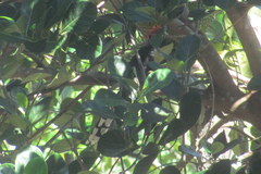 Dasylophus superciliosus