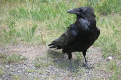 Corvus corax