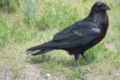 Corvus corax