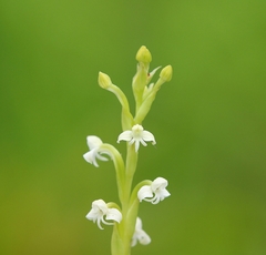 Habenaria brachyphylla