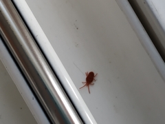 Trombidium holosericeum