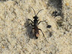 Arachnospila