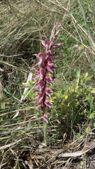Anacamptis sancta