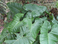 (c) Eric Schmidt, some rights reserved (CC BY) Philodendron deflexum, photograph (c) Eric Schmidt, some rights reserved (CC BY)