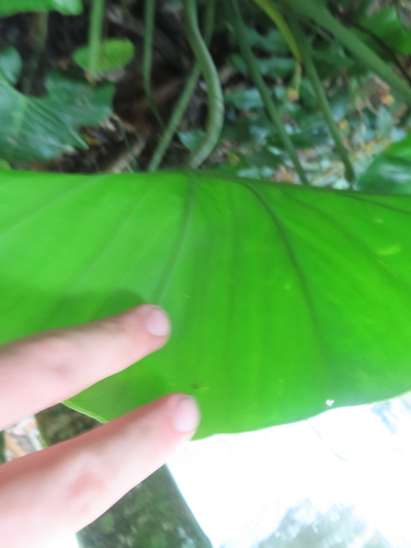 Philodendron deflexum, photograph 4