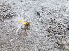 Moraea variabilis