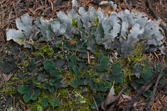 Peltigera malacea