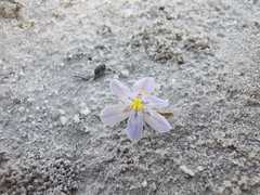 Moraea variabilis