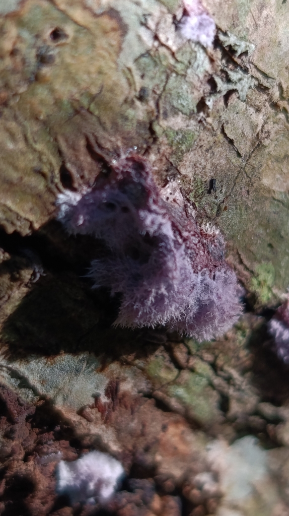 Punctularia atropurpurascens · May 2025 · photo: © matiascabezas (iNaturalist, cc-by)