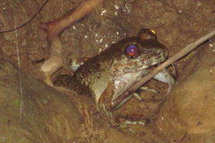 Limnonectes macrocephalus