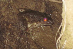 Limnonectes macrocephalus