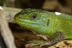 Western Green Lizard photo 5