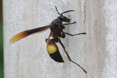 Polistes sagittarius