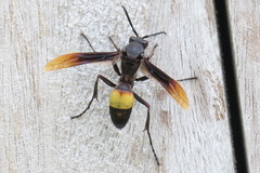 Polistes sagittarius