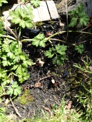 Ranunculus repens