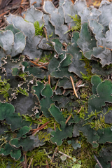 Peltigera malacea