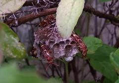 Polistes stigma