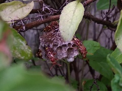 Polistes stigma
