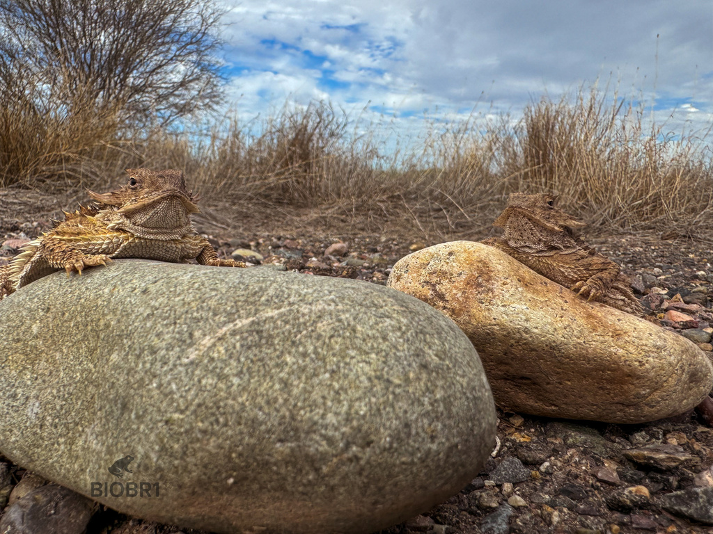 Regal Horned Lizard