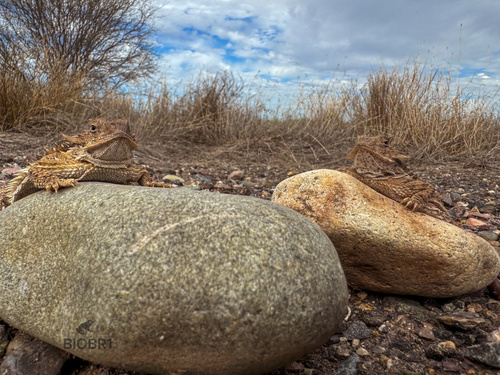Regal Horned Lizard