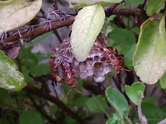 Polistes stigma