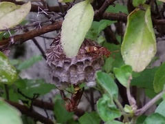 Polistes stigma