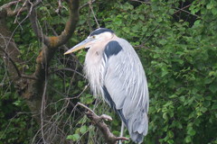 Ardea herodias