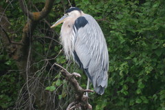 Ardea herodias