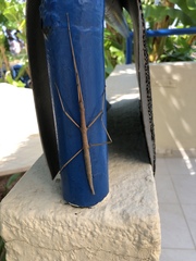 Bacillus atticus carius