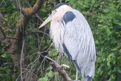 Ardea herodias