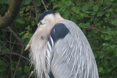 Ardea herodias